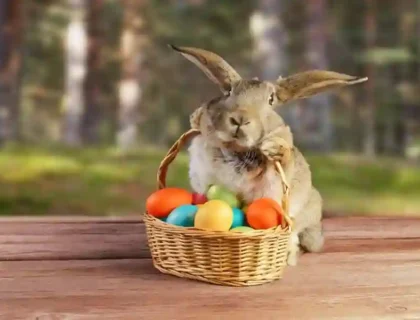 Bunny Puns