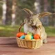 Bunny Puns